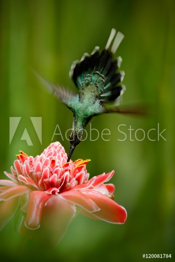 Picture of Beautiful hummingbird acrobatic fly with pink flower Hummingbird Green Hermit Phaethornis guy flying next to beautiful red flower with green forest background Wildlife scene from tropic forest